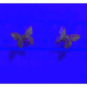 Amber Butterfly Earrings Sterling Posts Studs Golden Brown Hues Minimalist Small